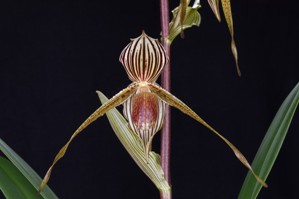 Paphiopedilum Bel Royal Huntington's Tiger AM/AOS 82 pts.